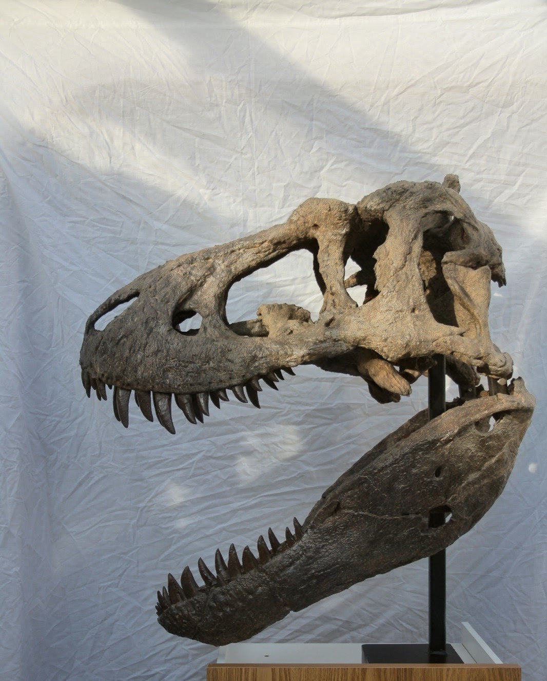 Nanuqsaurus hoglundi skull 1:2 scale