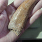 Carcharodontosaurus saharicus Fossil Tooth Cast (African T-Rex)