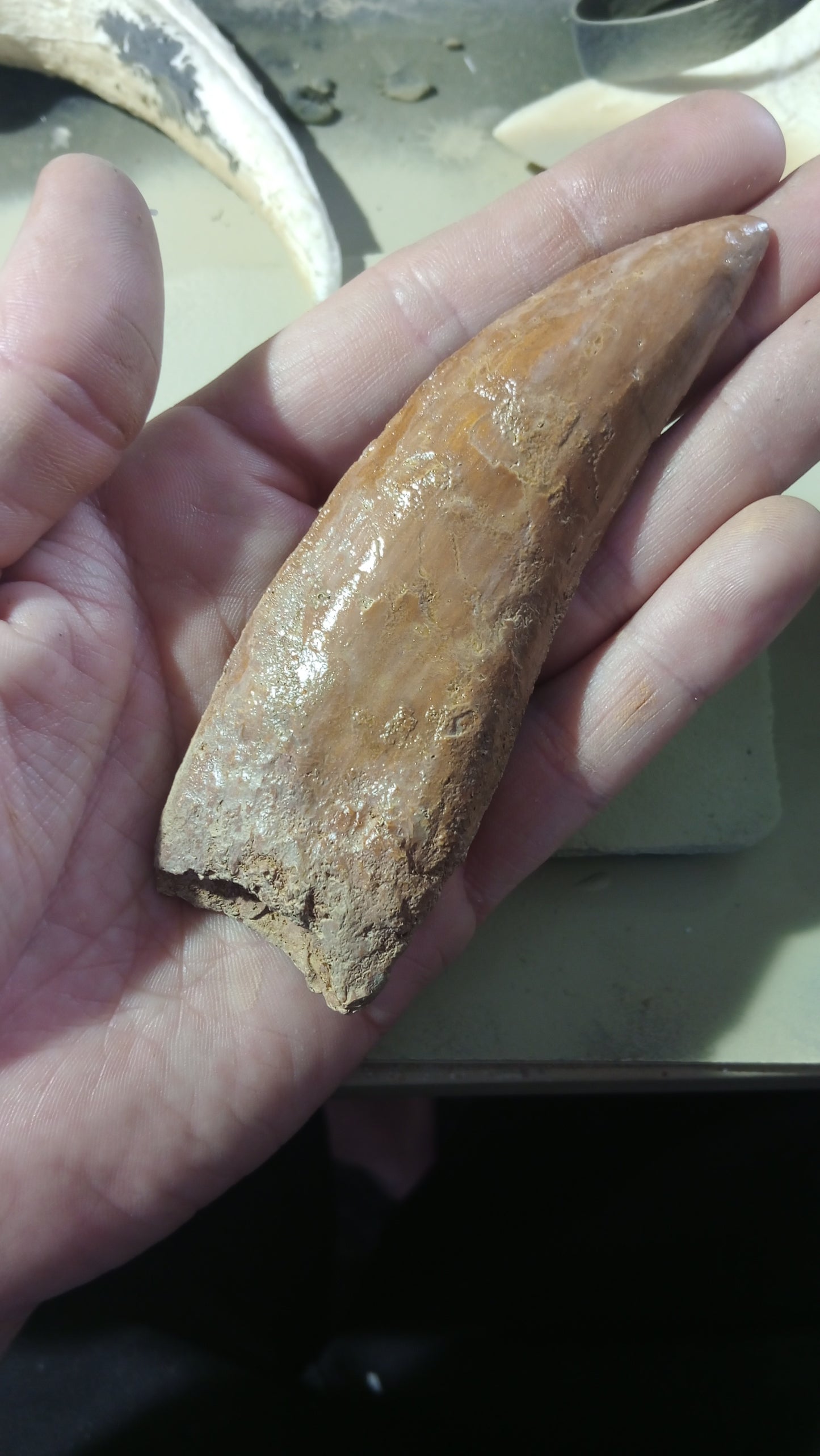 Carcharodontosaurus saharicus Fossil Tooth Cast (African T-Rex)
