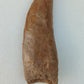 Carcharodontosaurus saharicus Fossil Tooth Cast (African T-Rex)