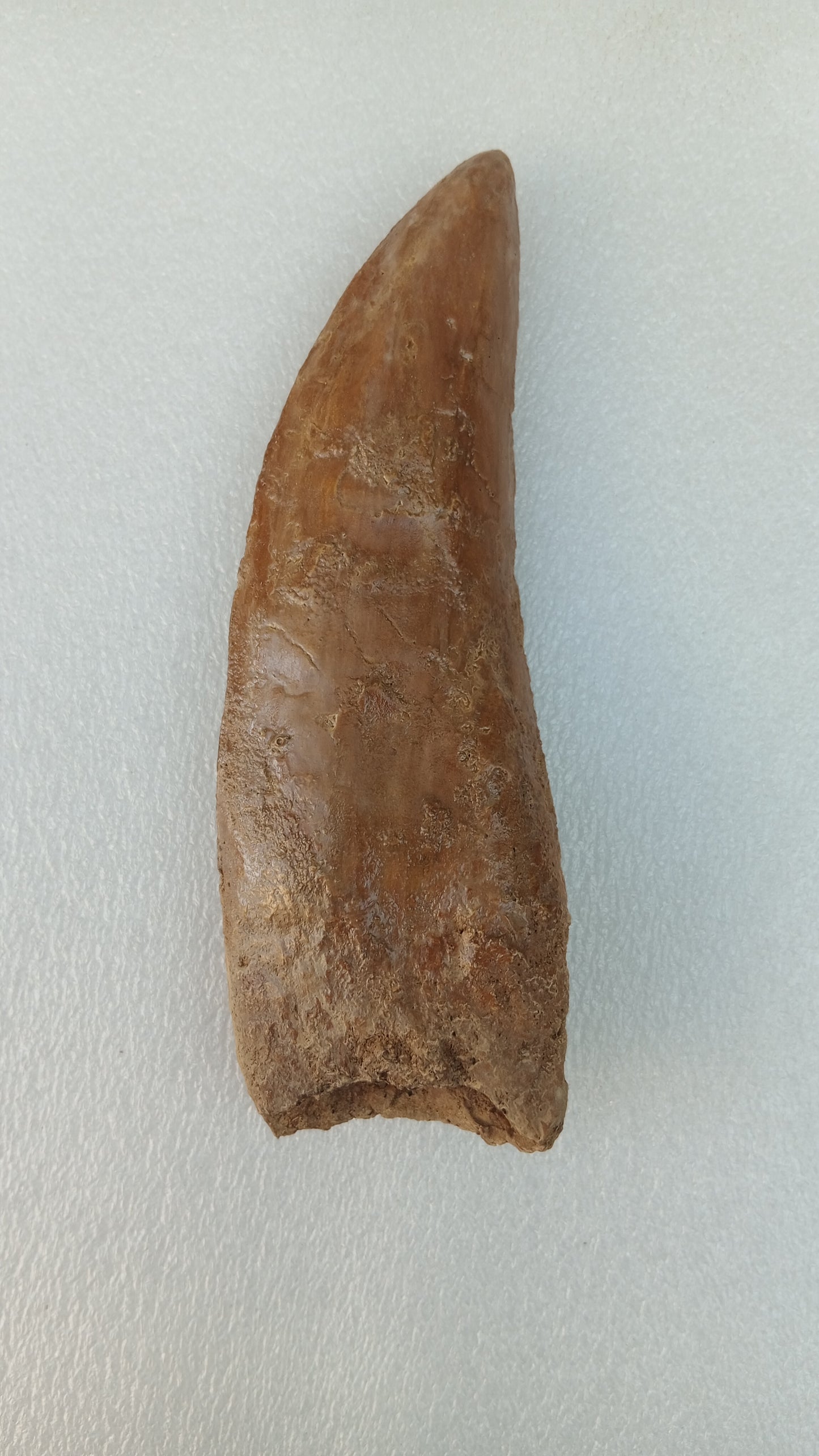 Carcharodontosaurus saharicus Fossil Tooth Cast (African T-Rex)