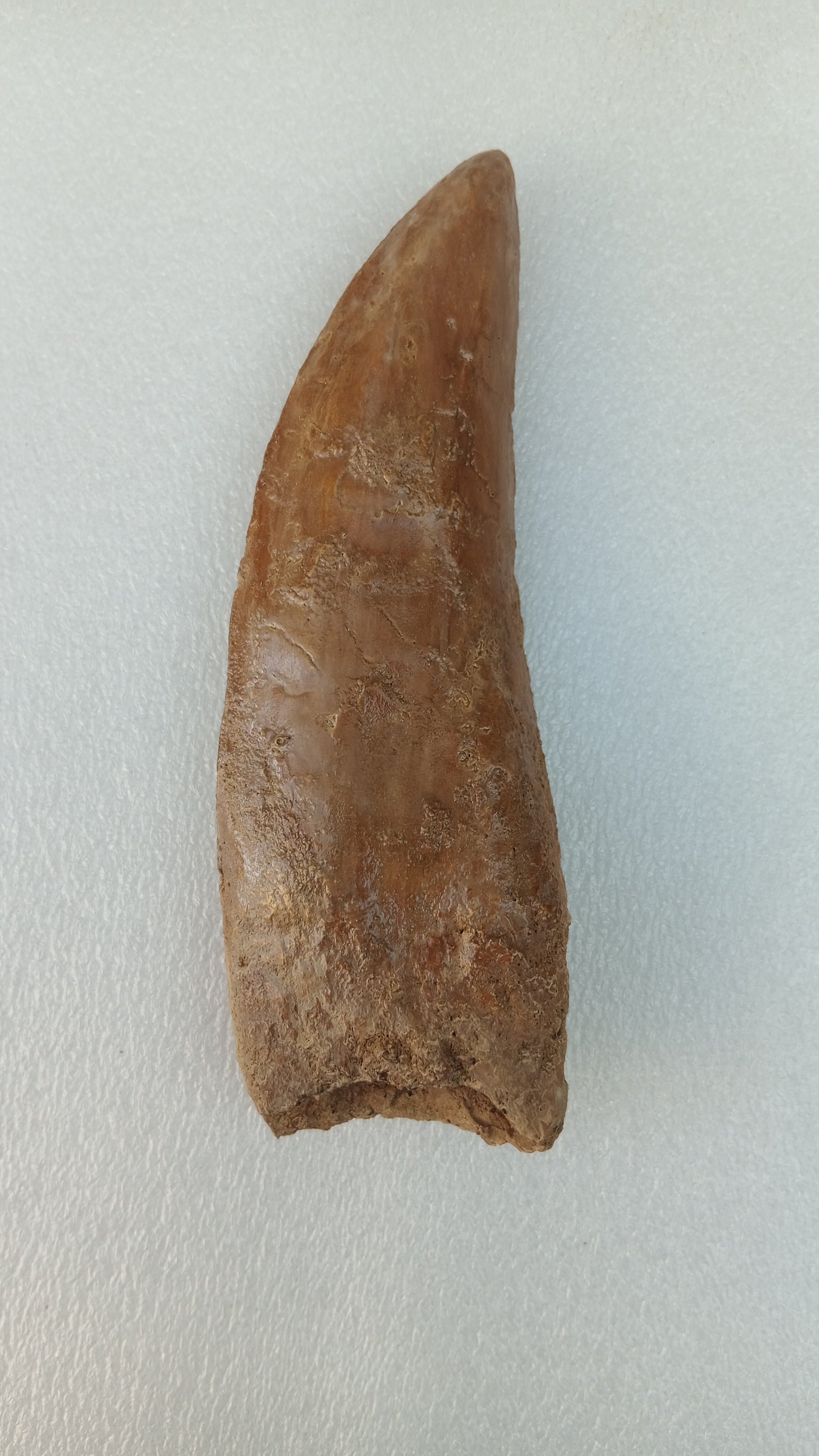 Carcharodontosaurus saharicus Fossil Tooth Cast (African T-Rex)