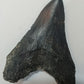 Megalodon Tooth Cast - 4 Inches