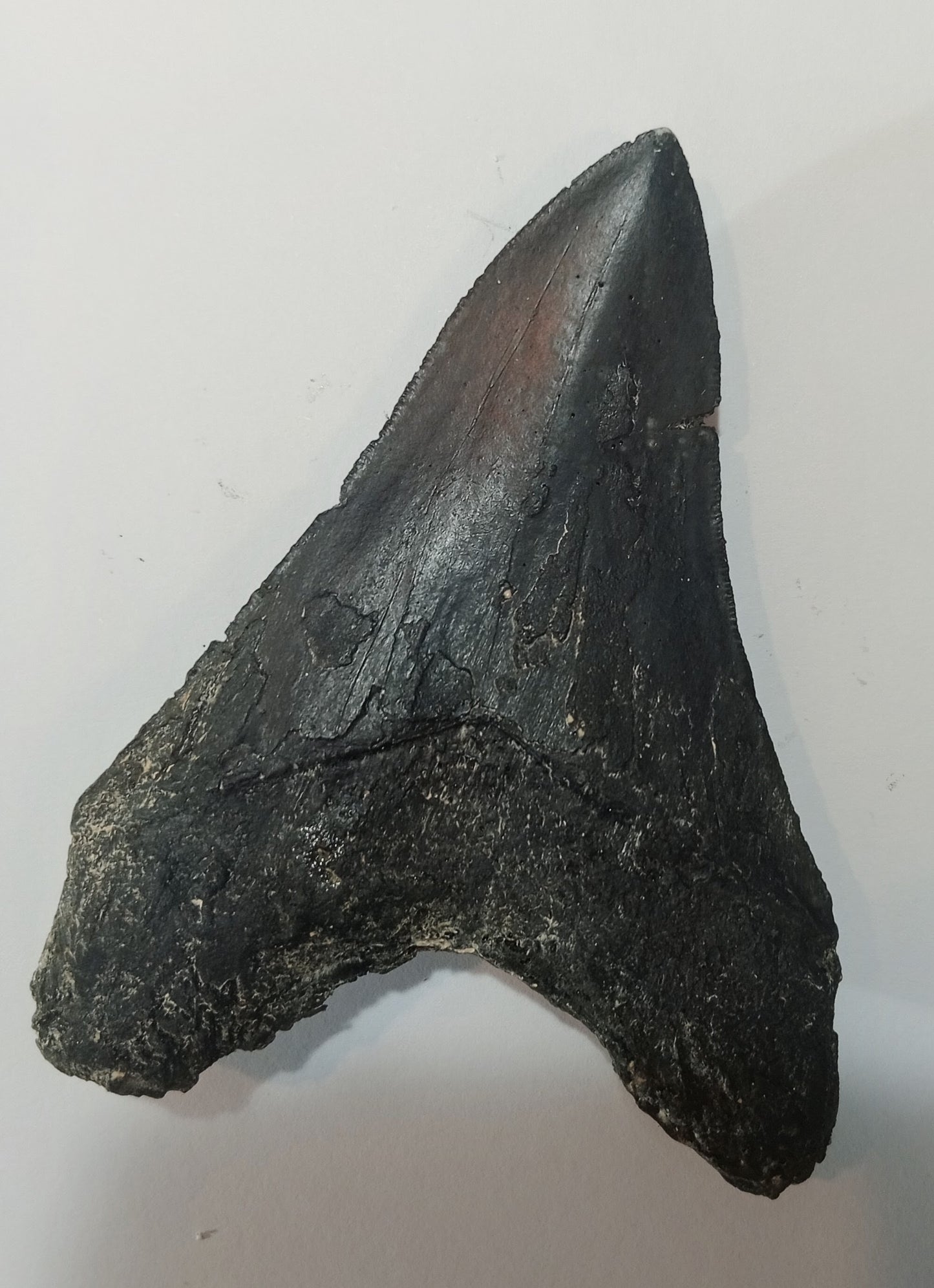 Megalodon Tooth Cast - 4 Inches