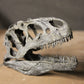 Allosaurus fragilis Skull 1:10 scale