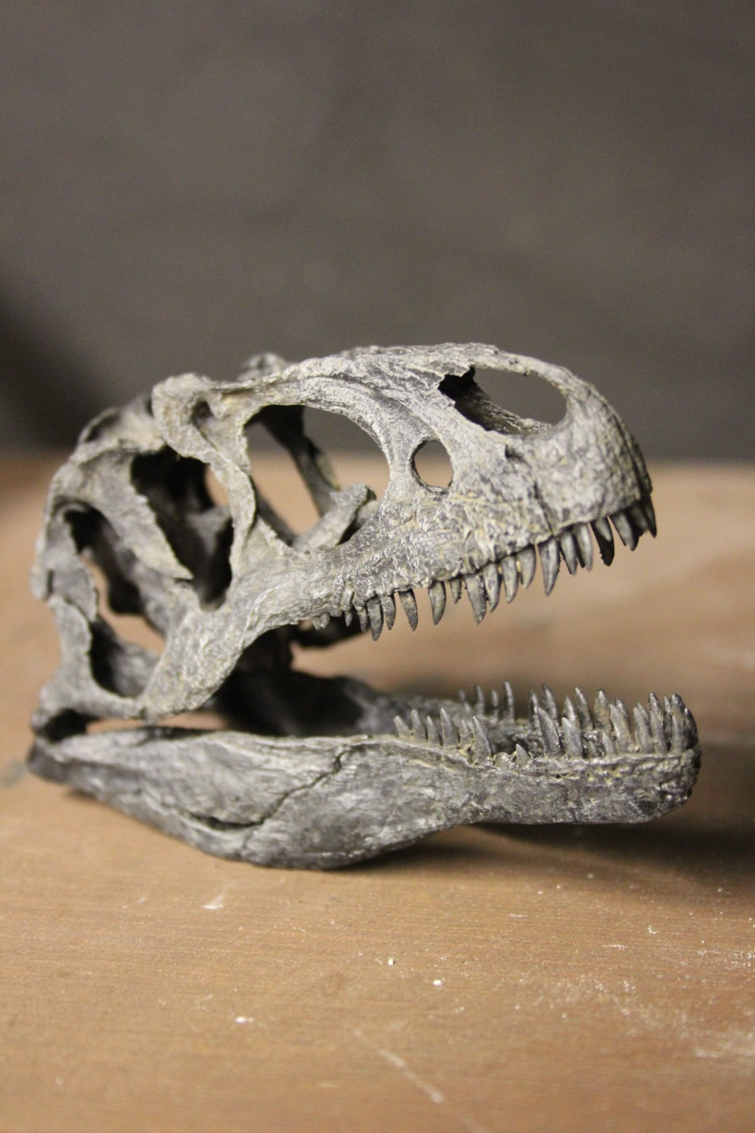 Crâne d'Allosaurus fragilis à l'échelle 1:10