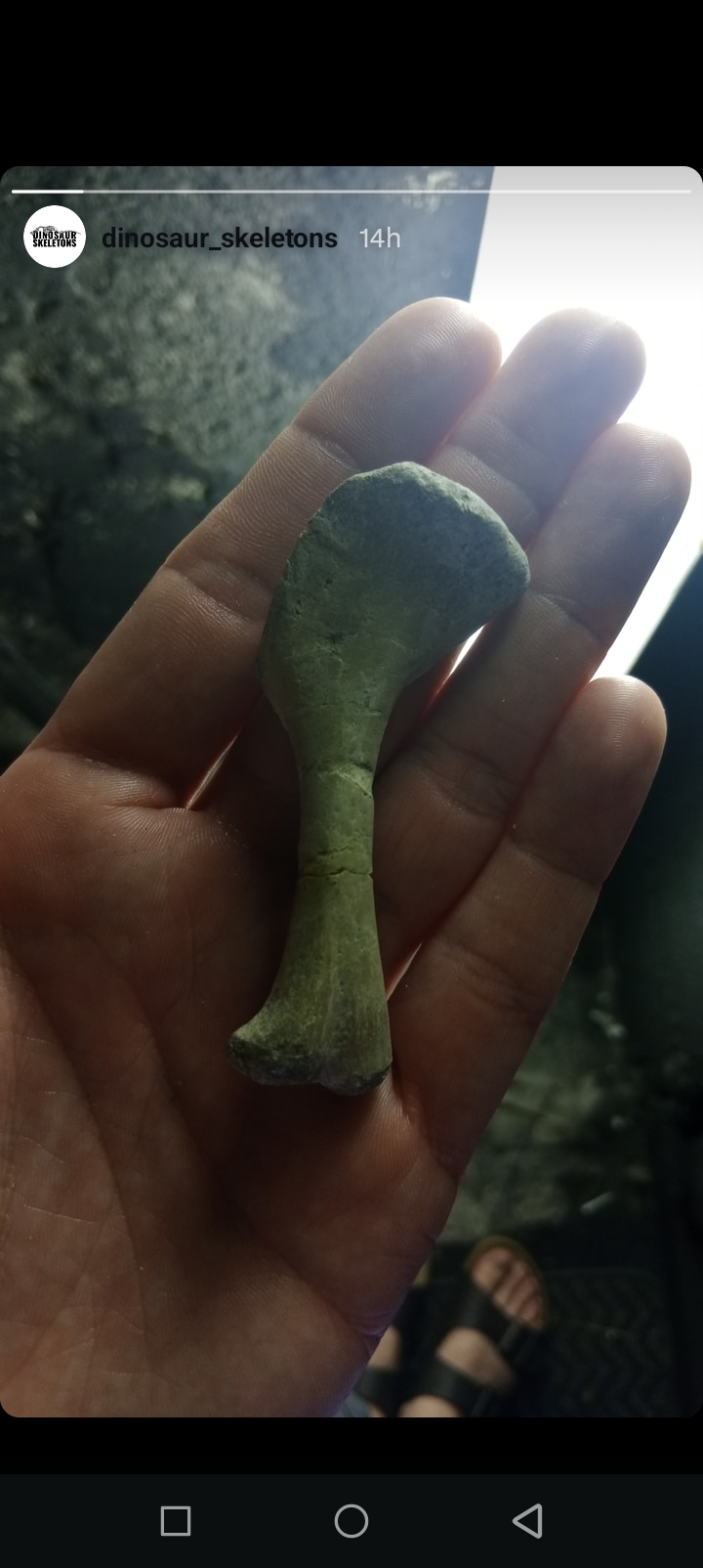 Psittacosaurus humerus