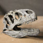 Allosaurus fragilis Skull 1:10 scale