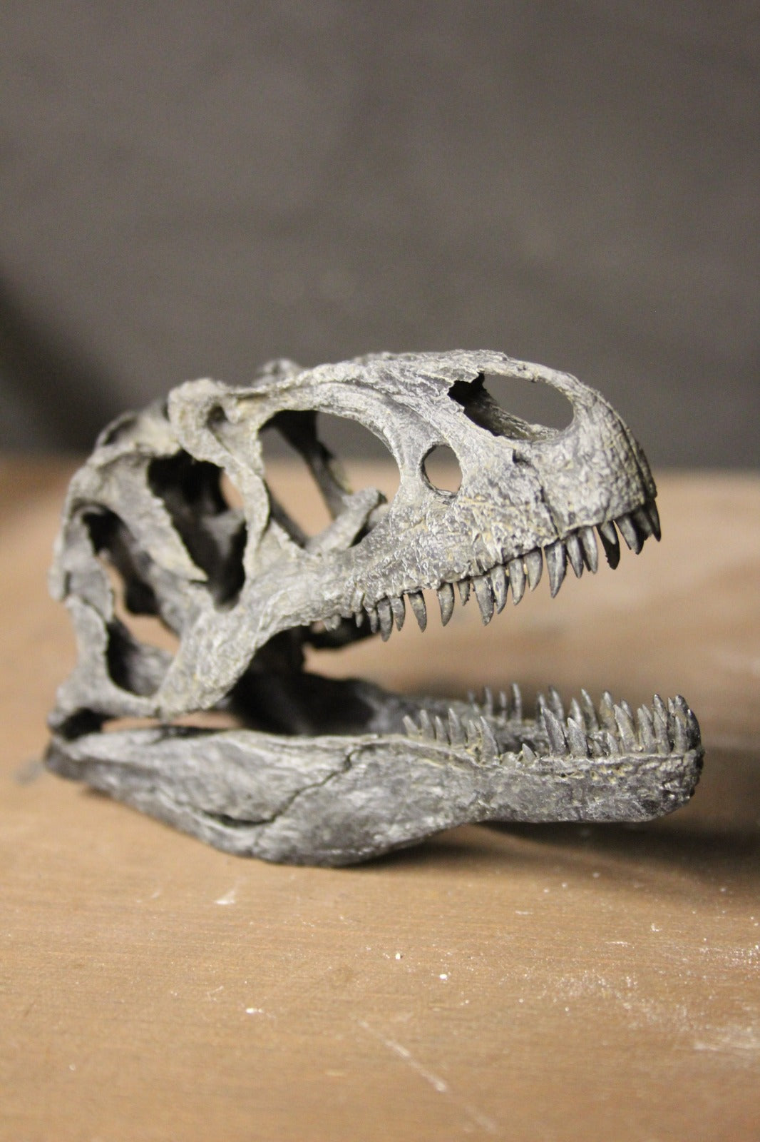 Crâne d'Allosaurus fragilis à l'échelle 1:10