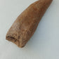Carcharodontosaurus saharicus Fossil Tooth Cast (African T-Rex)