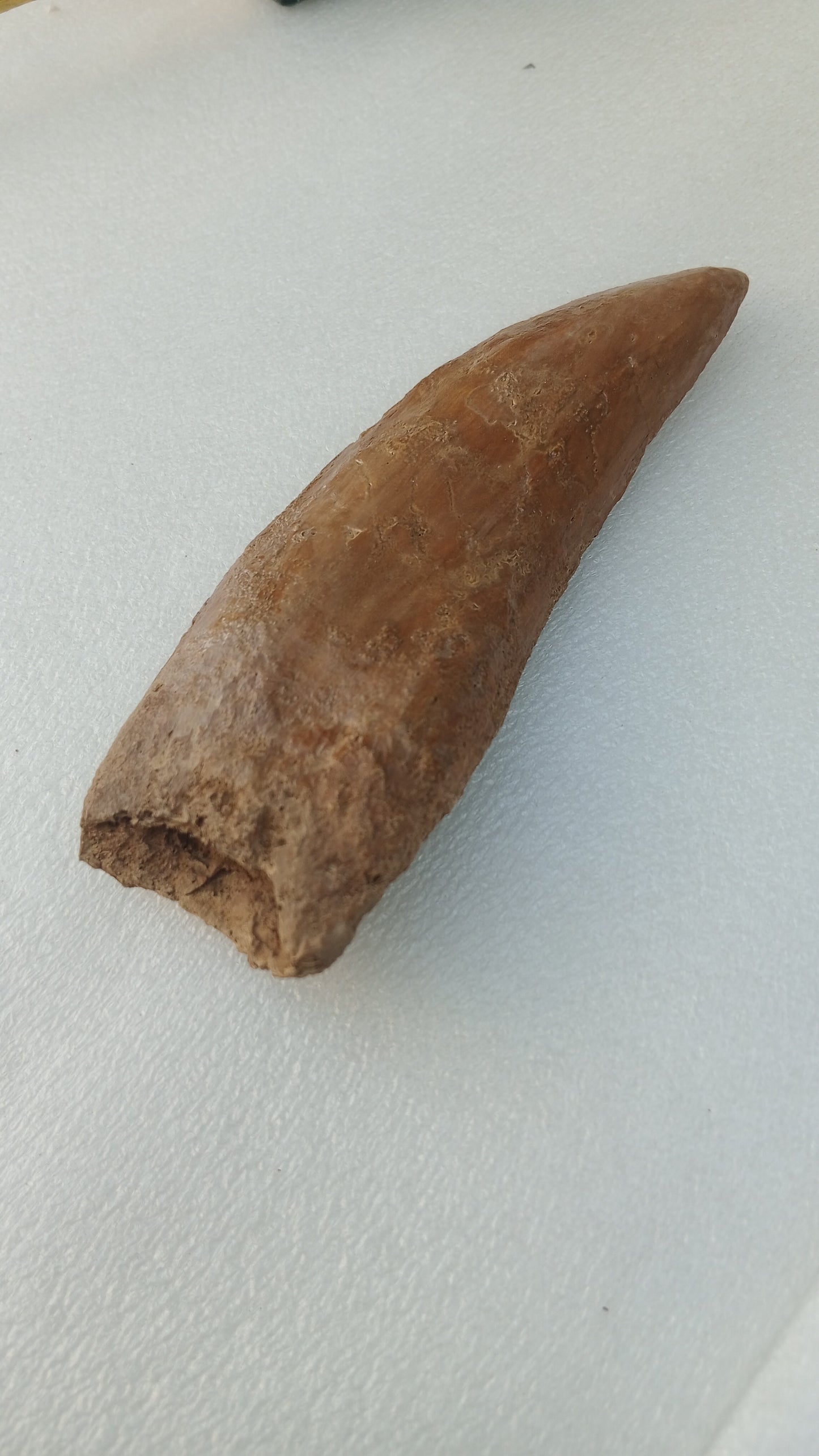 Carcharodontosaurus saharicus Fossil Tooth Cast (African T-Rex)