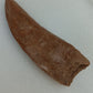 Carcharodontosaurus saharicus Fossil Tooth Cast (African T-Rex)