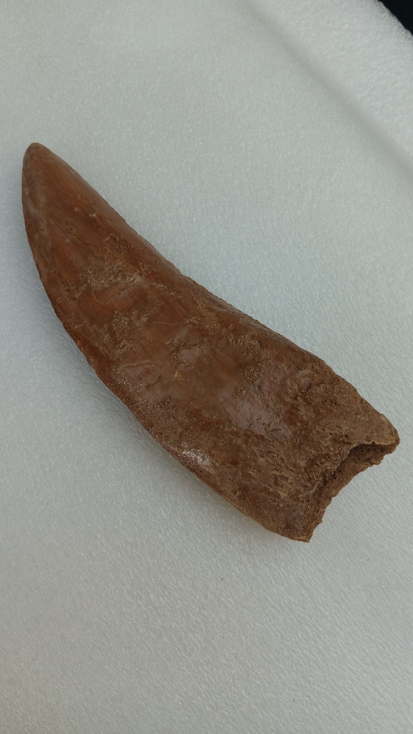 Carcharodontosaurus saharicus Fossil Tooth Cast (African T-Rex)