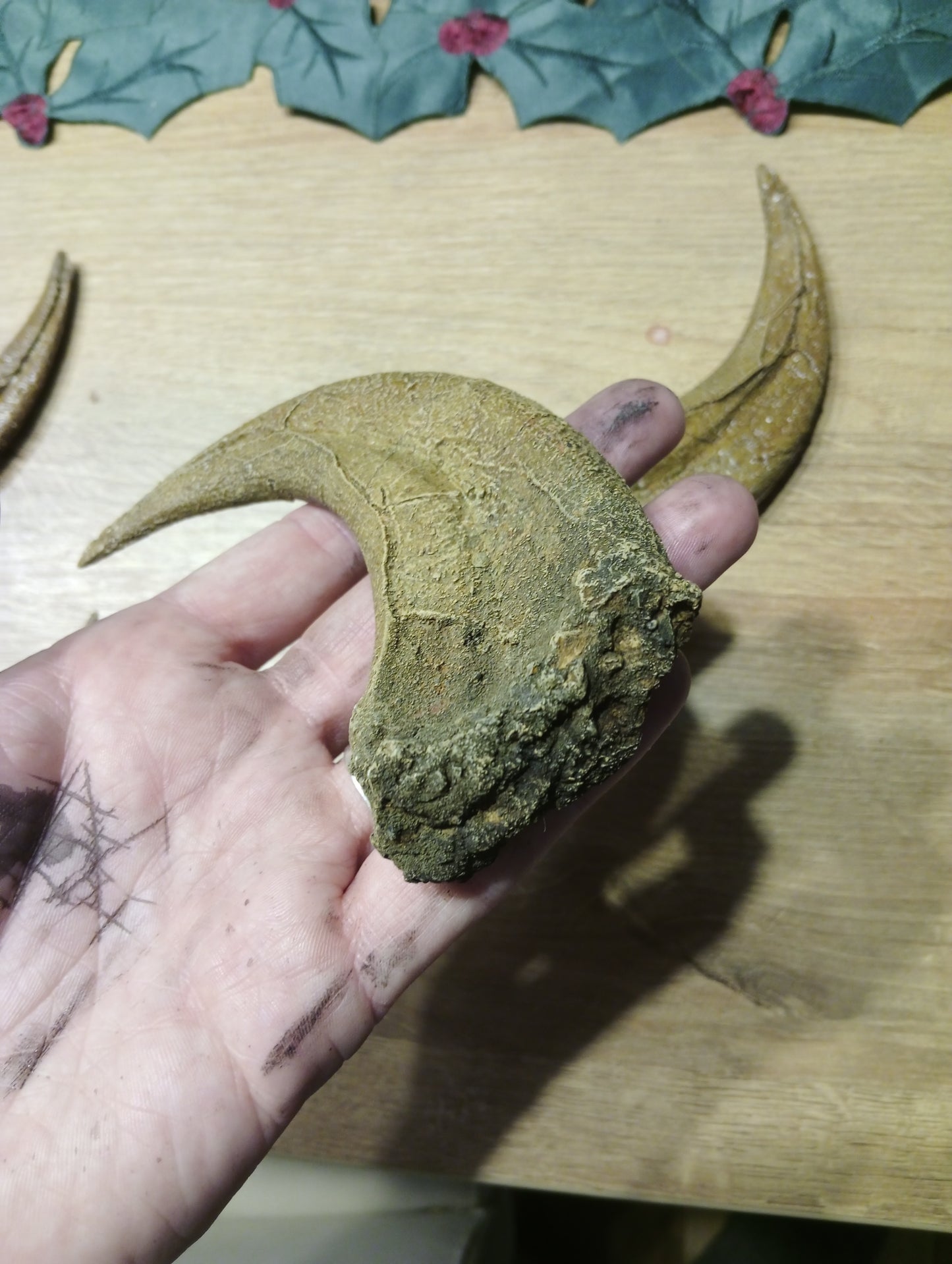 BARGIN BIN  Utahraptor Claw