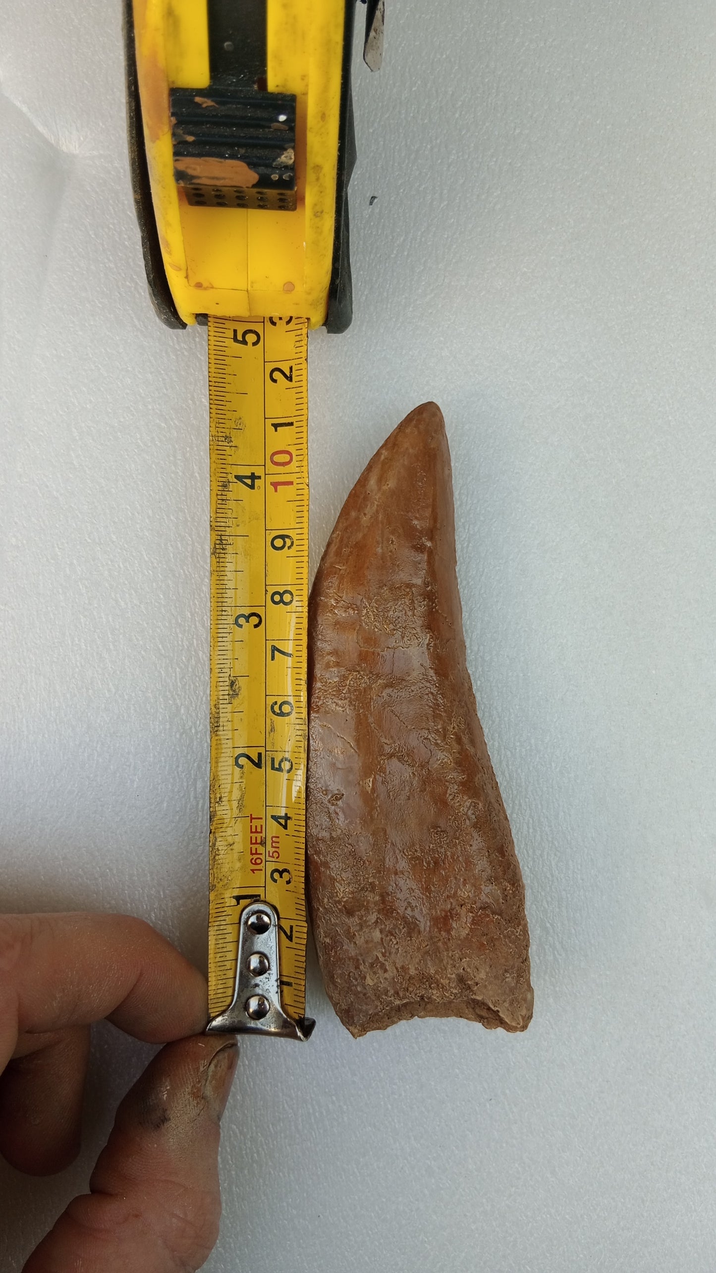 Carcharodontosaurus saharicus Fossil Tooth Cast (African T-Rex)