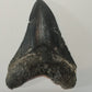 Megalodon Tooth Cast - 4 Inches