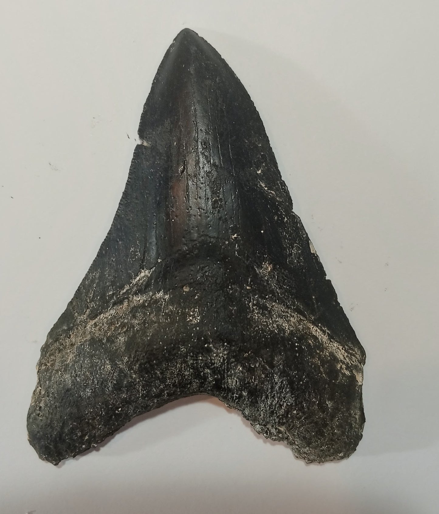 Megalodon Tooth Cast - 4 Inches