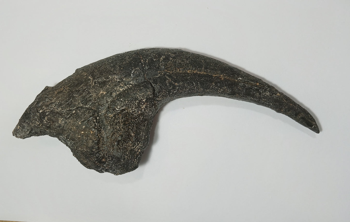 Allosaurus Claw Cast