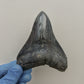 Megalodon Tooth Cast - 4.5 Inches (DSMEGV03)