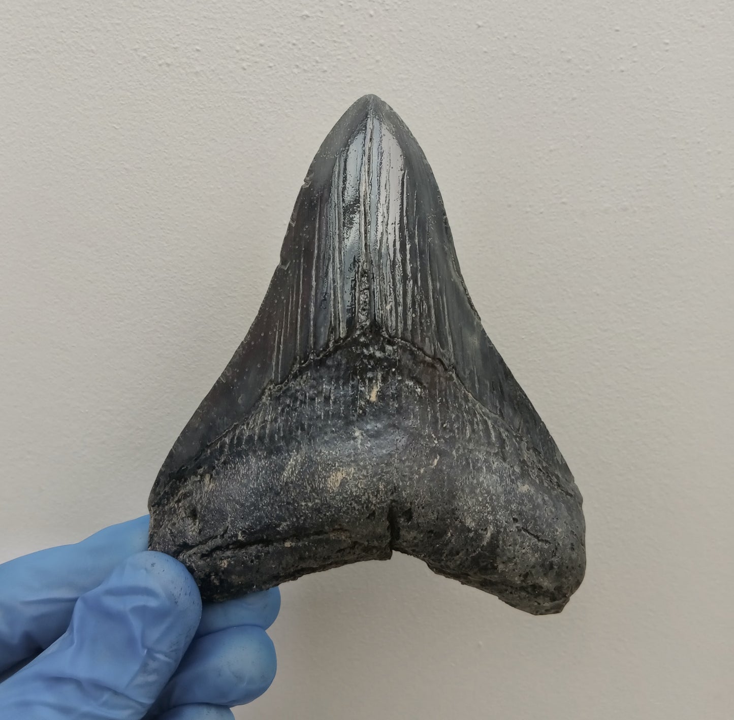 Megalodon Tooth Cast - 4.5 Inches (DSMEGV03)