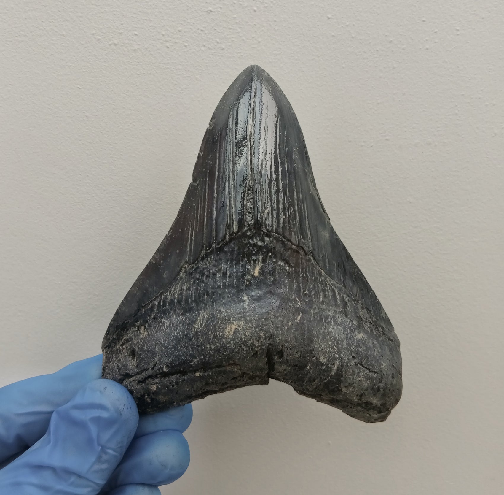 Megalodon Tooth Cast - 4.5 Inches (DSMEGV03)