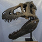 Nanuqsaurus hoglundi skull 1:2 scale