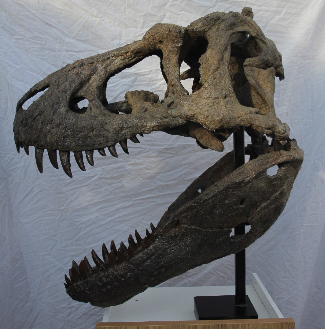 Crâne de Nanuqsaurus hoglundi à l'échelle 1:2