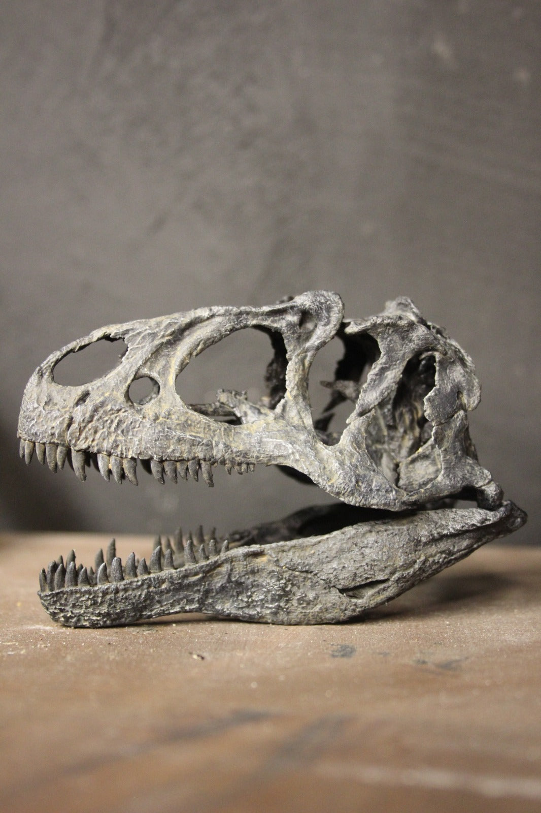 Allosaurus fragilis Skull 1:10 scale