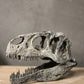 Allosaurus fragilis Skull 1:10 scale