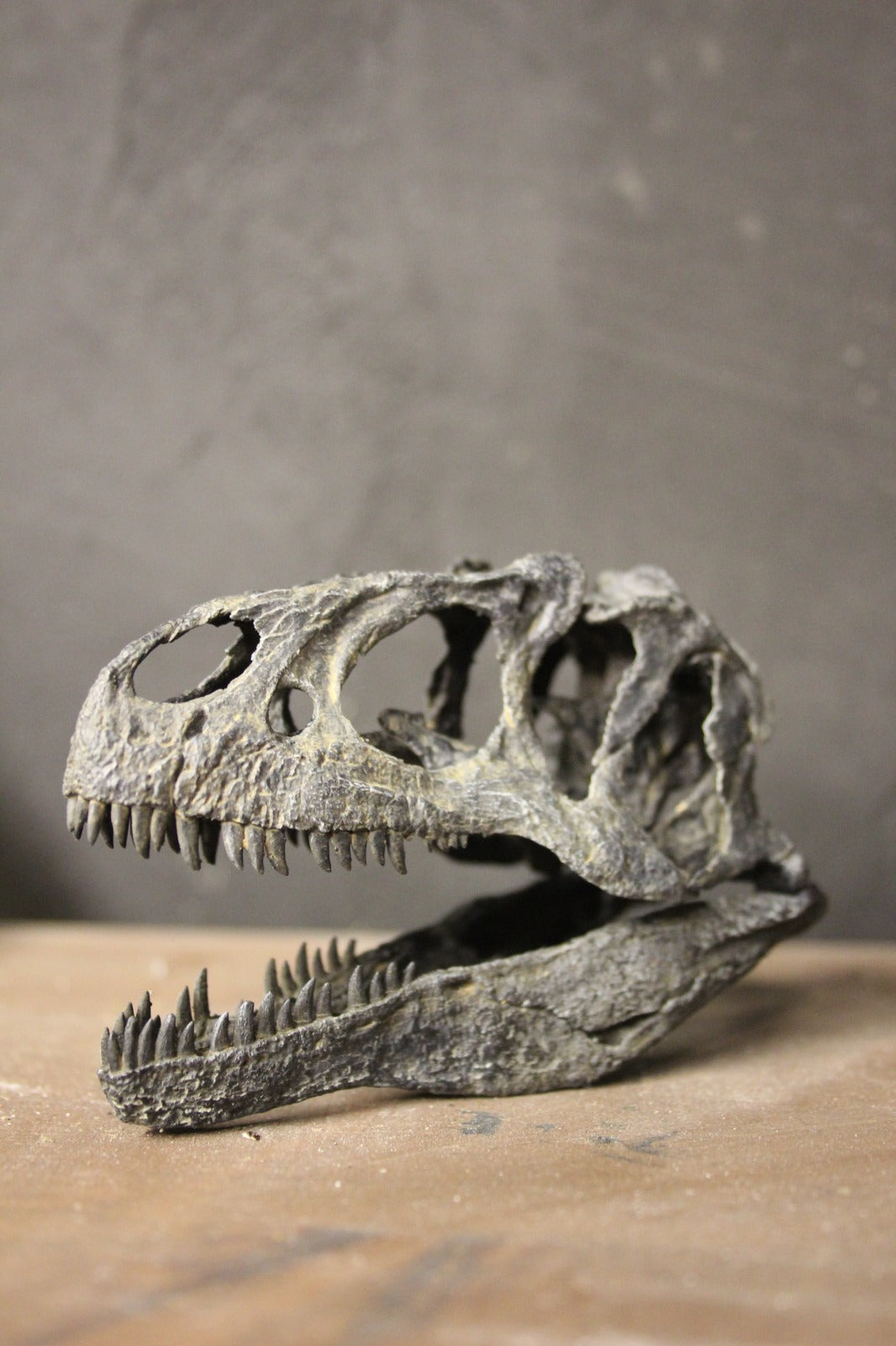 Crâne d'Allosaurus fragilis à l'échelle 1:10
