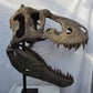 Nanuqsaurus hoglundi skull 1:2 scale