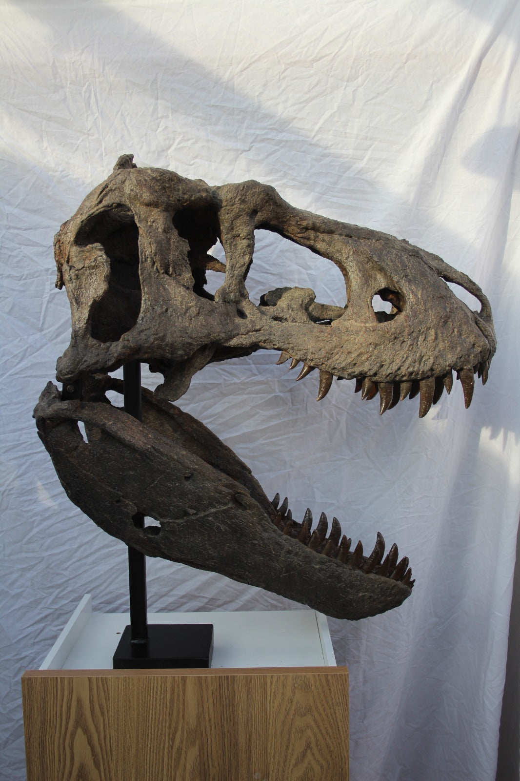 Nanuqsaurus hoglundi skull 1:2 scale
