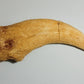 Spinosaurus Claw Cast