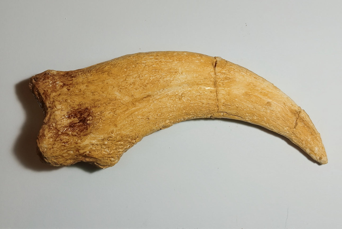 Spinosaurus Claw Cast