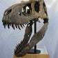 Nanuqsaurus hoglundi skull 1:2 scale