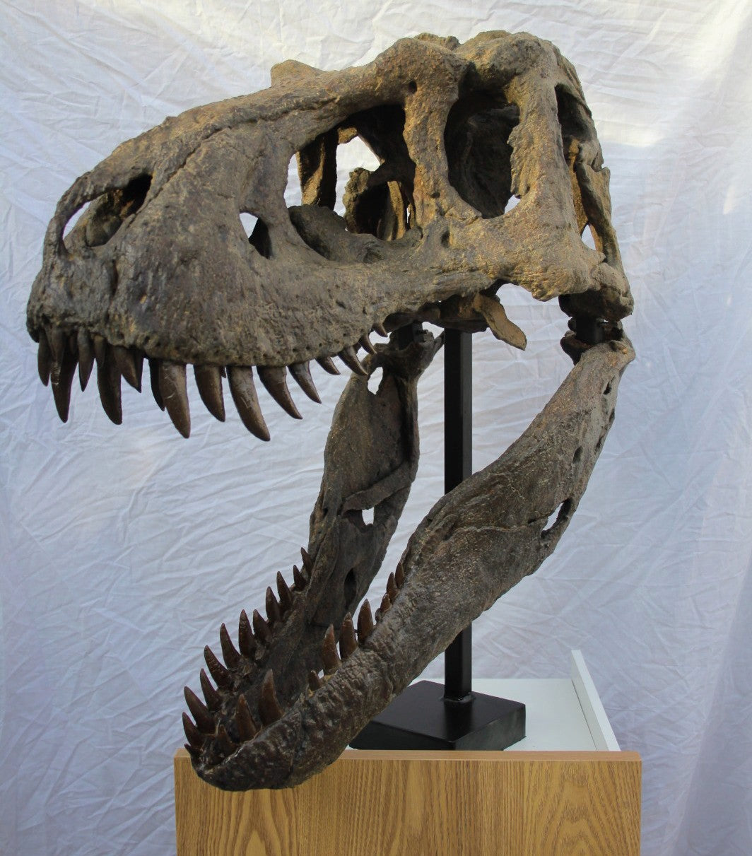 Nanuqsaurus hoglundi skull 1:2 scale