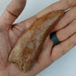 Carcharodontosaurus saharicus Fossil Tooth Cast (African T-Rex)