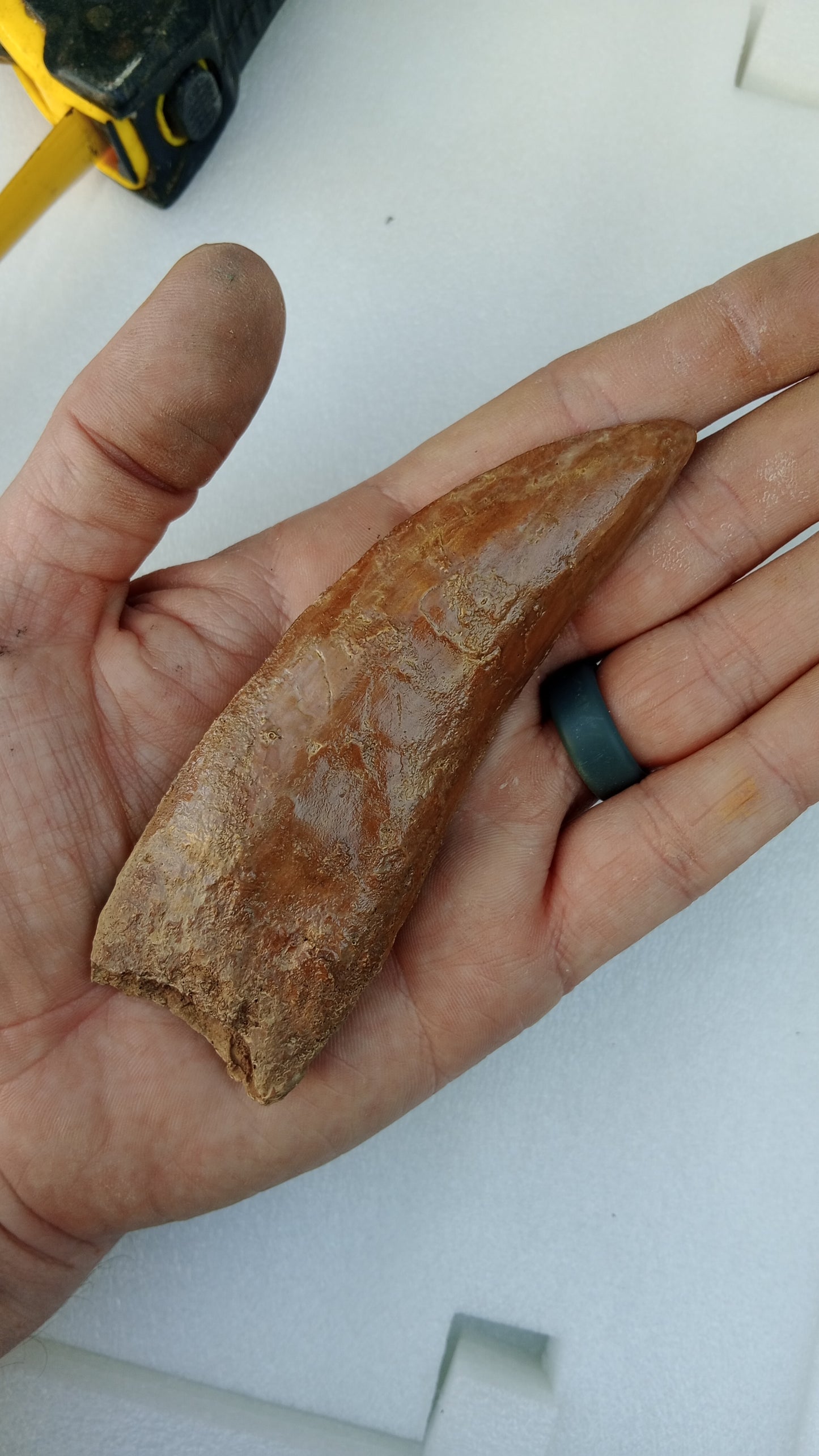 Carcharodontosaurus saharicus Fossil Tooth Cast (African T-Rex)