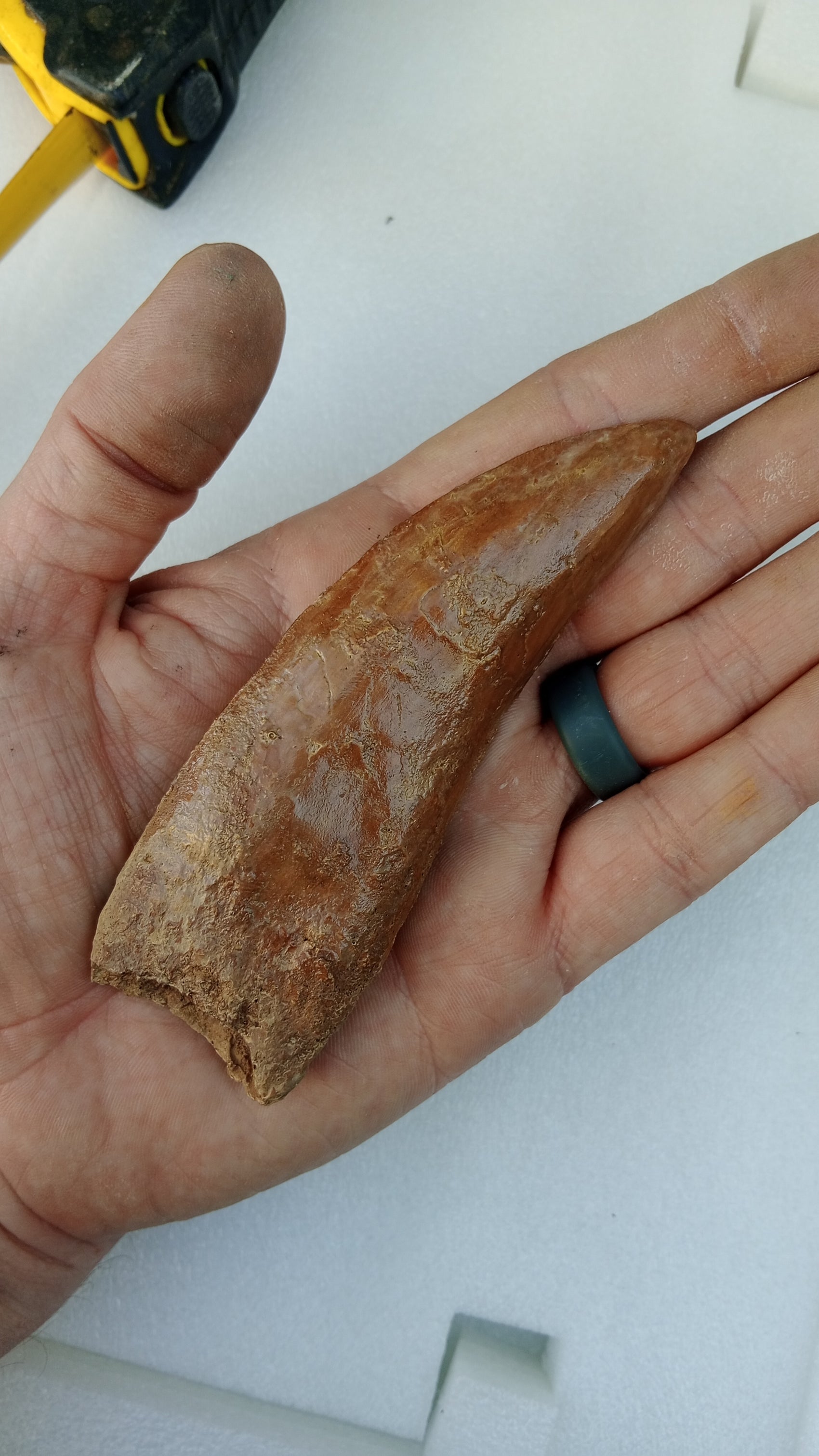 Carcharodontosaurus saharicus Fossil Tooth Cast (African T-Rex)