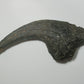 Allosaurus Claw Cast