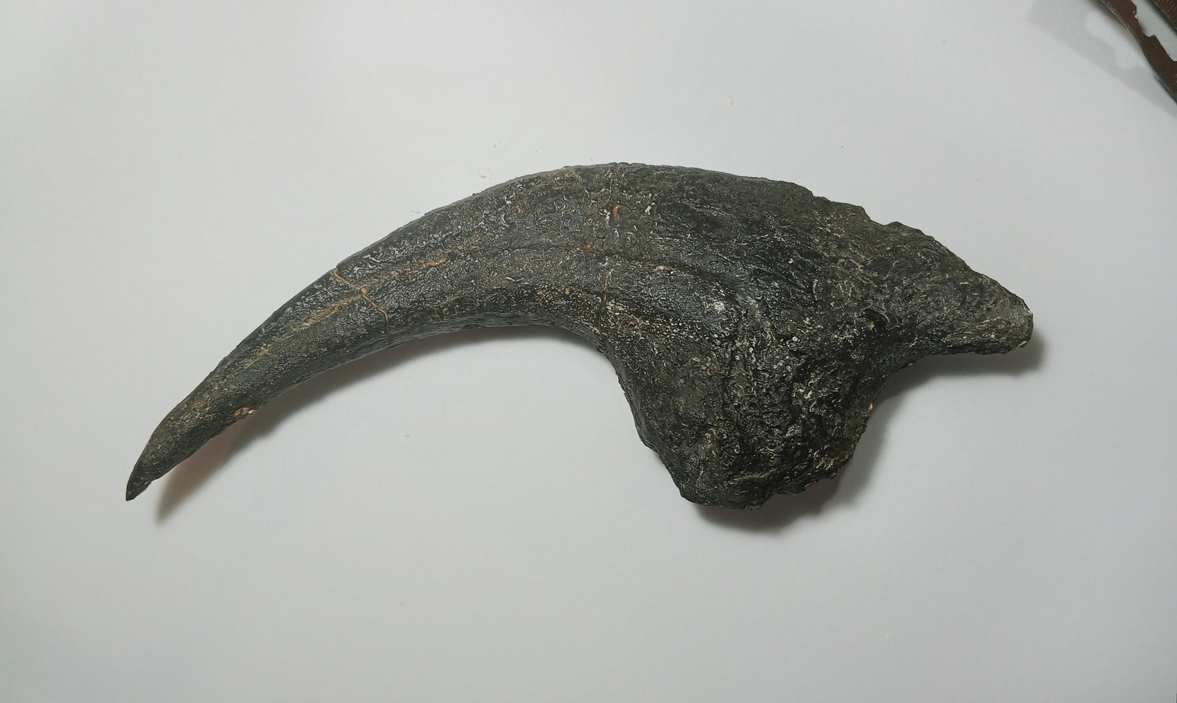 Allosaurus Claw Cast