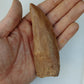 Carcharodontosaurus saharicus Fossil Tooth Cast (African T-Rex)