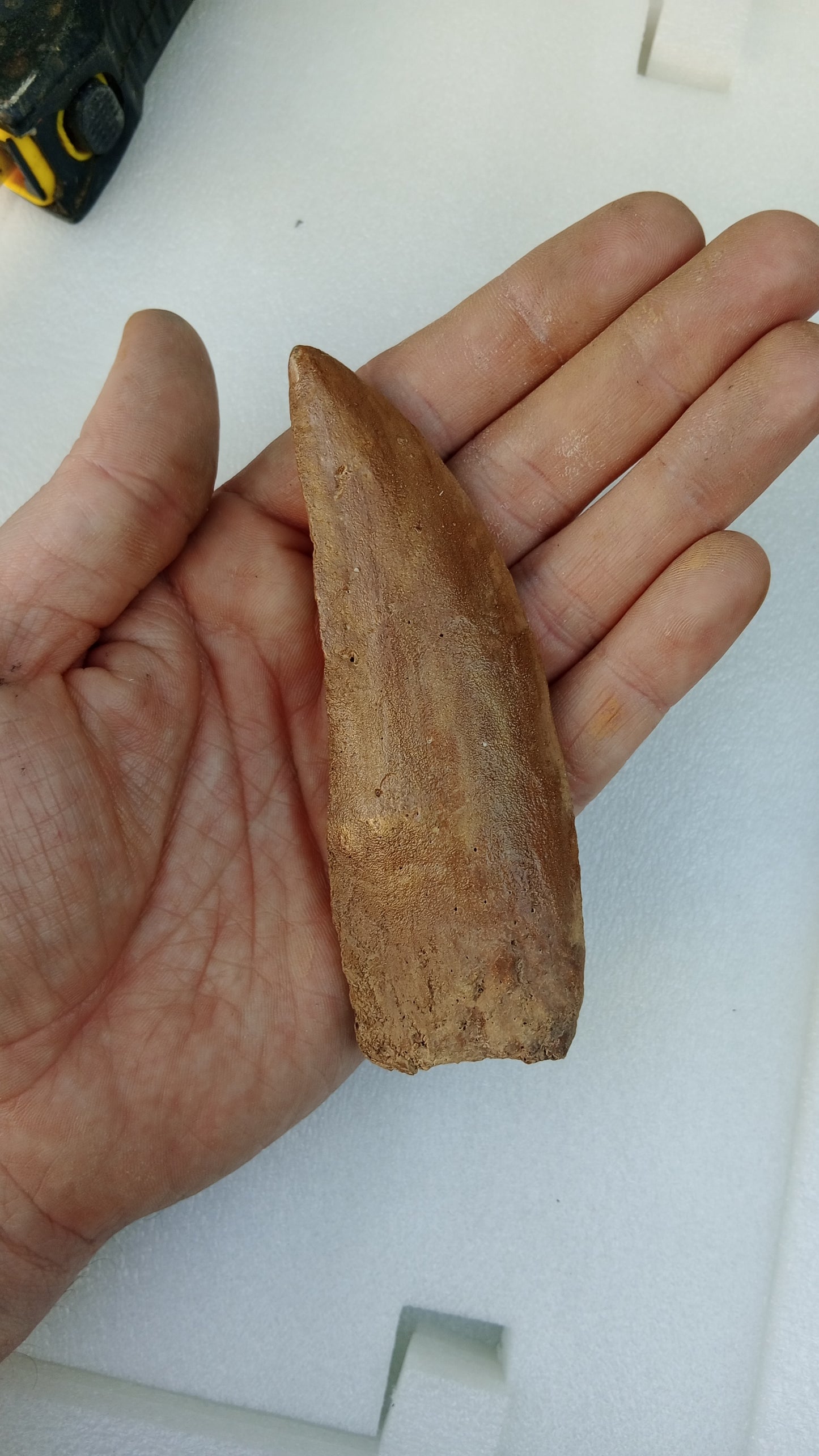 Carcharodontosaurus saharicus Fossil Tooth Cast (African T-Rex)