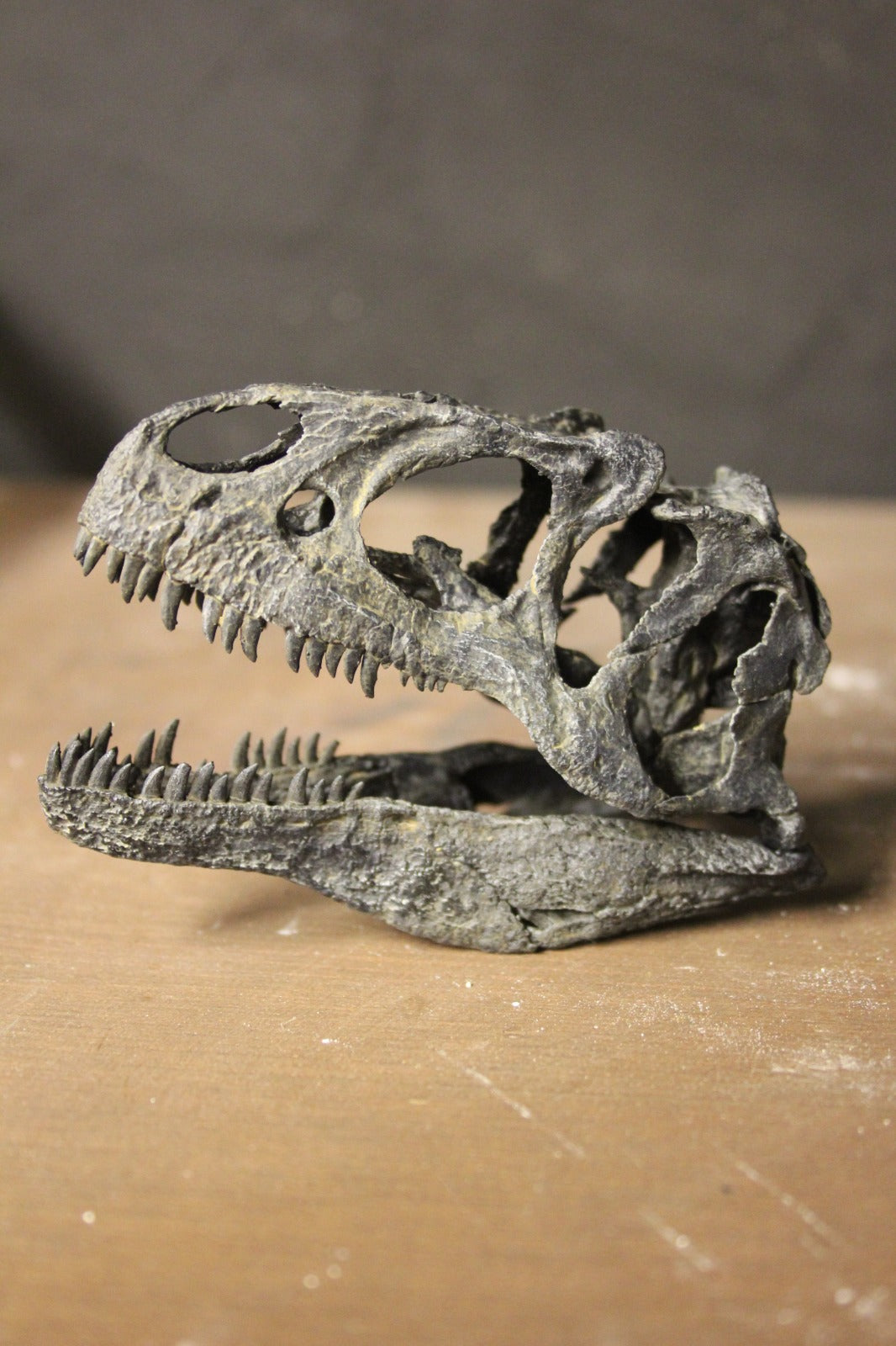 Crâne d'Allosaurus fragilis à l'échelle 1:10