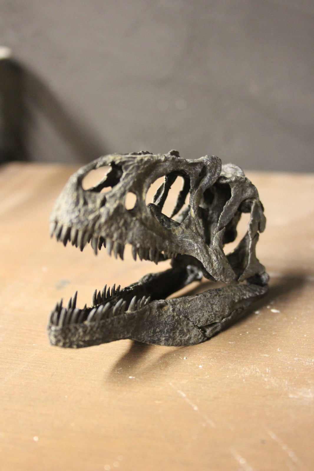 Crâne d'Allosaurus fragilis à l'échelle 1:10