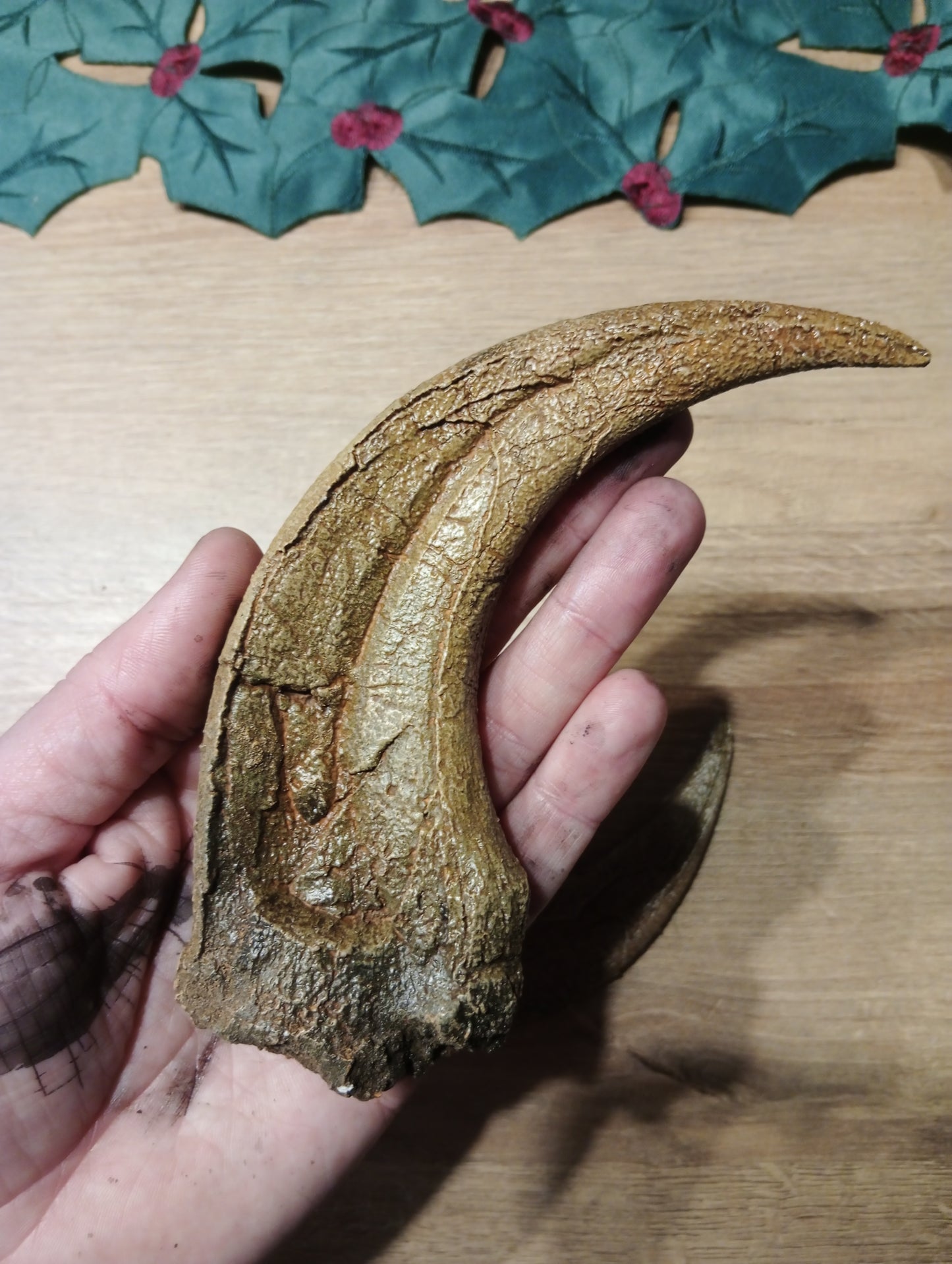 BARGIN BIN  Utahraptor Claw