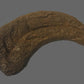 Utahraptor Claw #2 -  8 inches