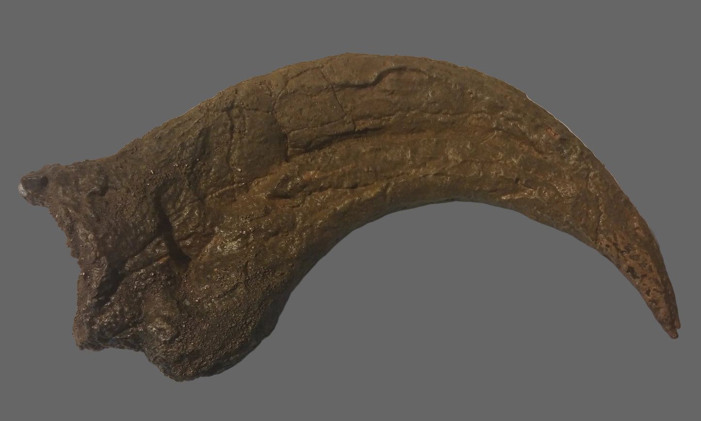 Utahraptor Claw #2 -  8 inches