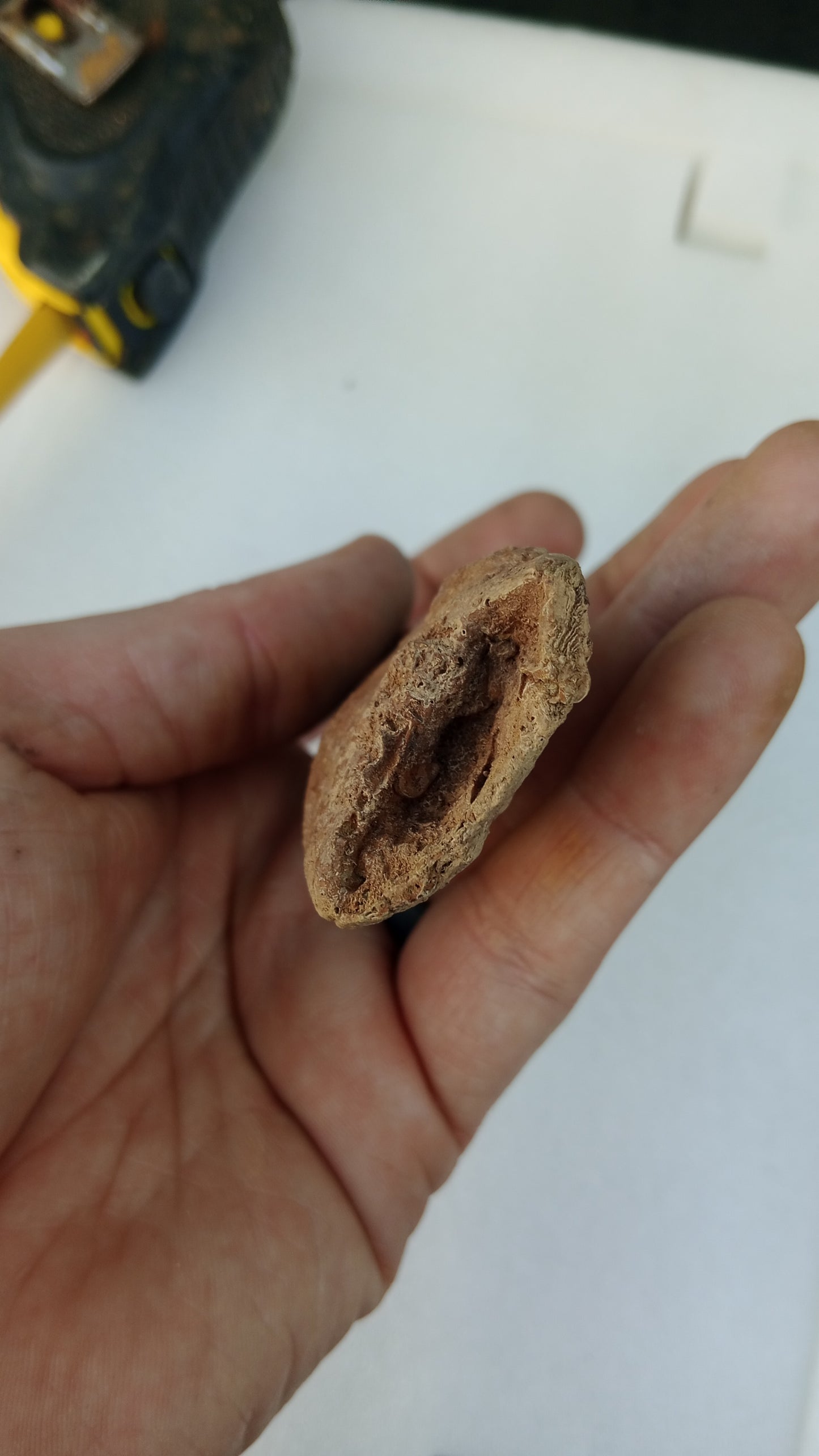 Carcharodontosaurus saharicus Fossil Tooth Cast (African T-Rex)