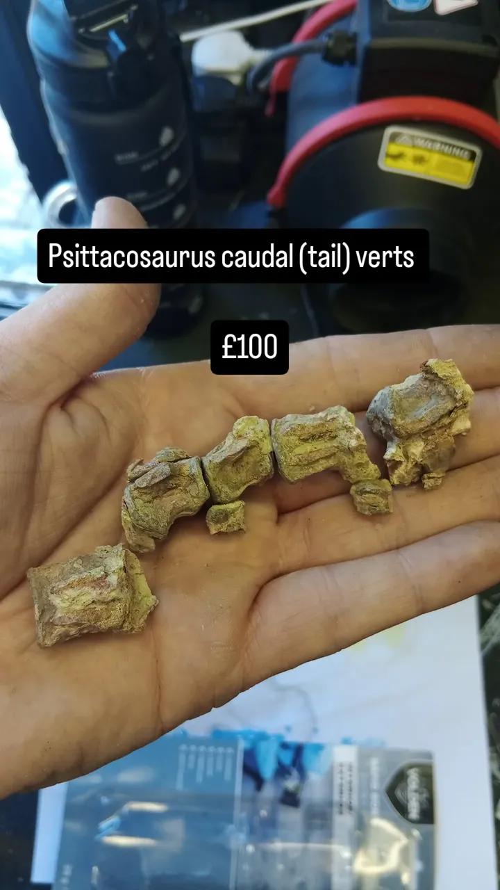 Psittacosaurus caudal bones
